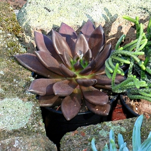 Echeveria Serrana